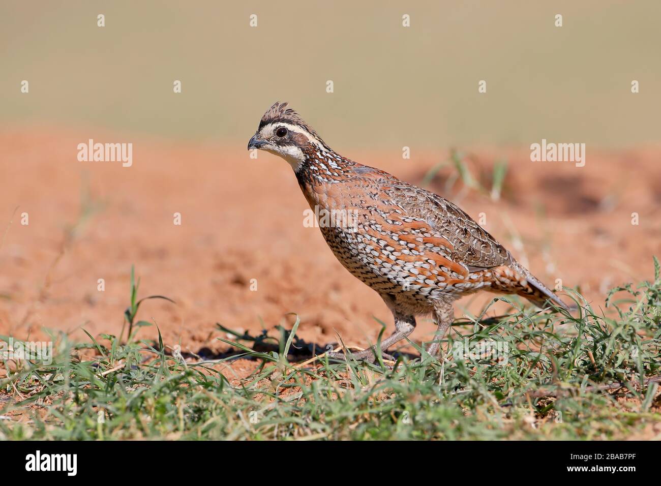 Maschio Bobbino settentrionale (Colinus virginianus), Texas meridionale, Stati Uniti Foto Stock