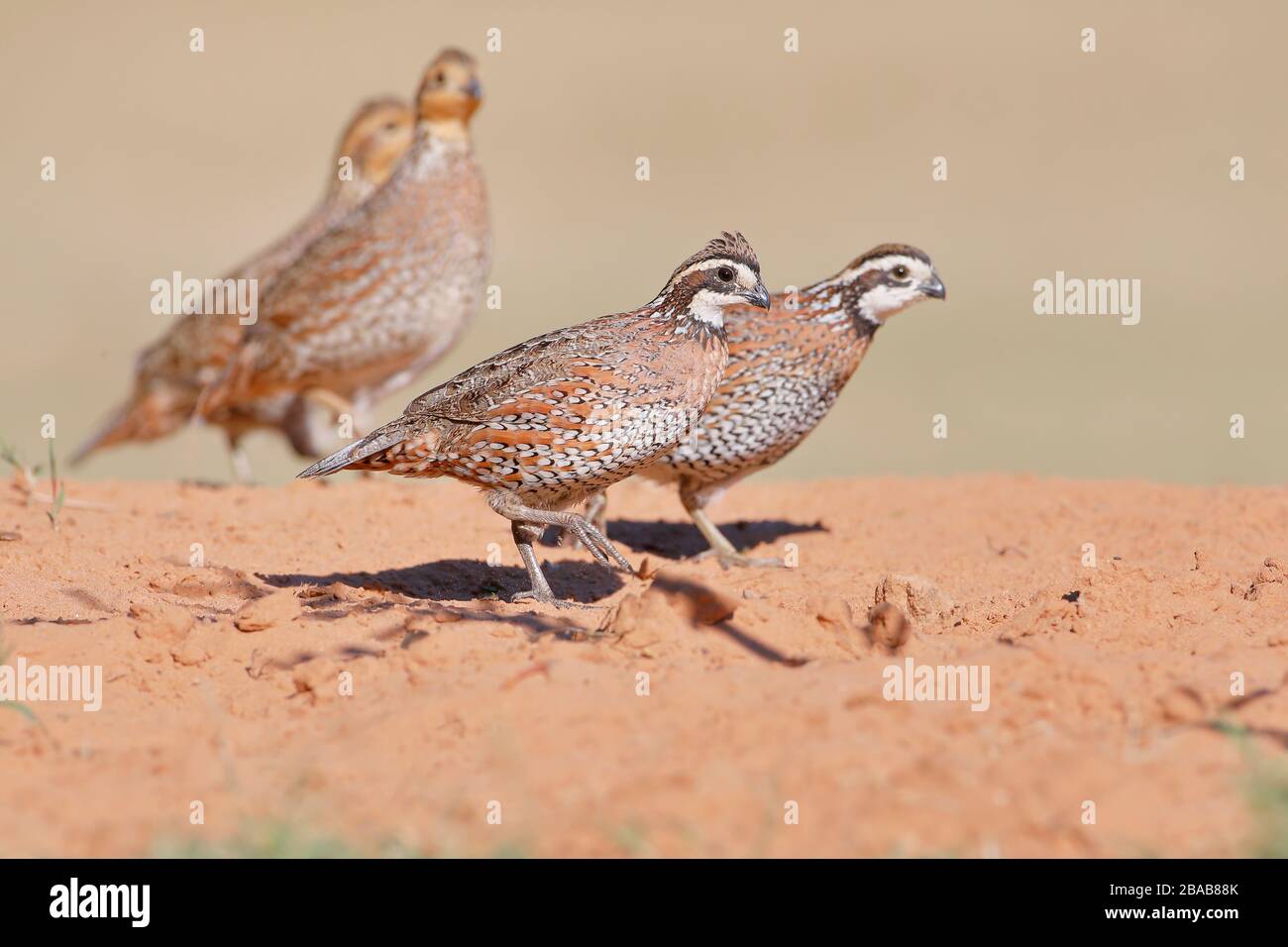Maschio Bobbino settentrionale (Colinus virginianus), Texas meridionale, Stati Uniti Foto Stock