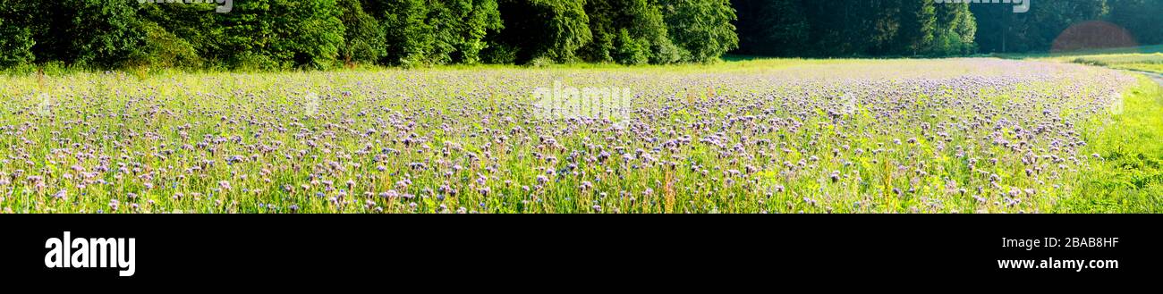 Campo di fiori selvatici, Baden Wurttemberg, Germania Foto Stock