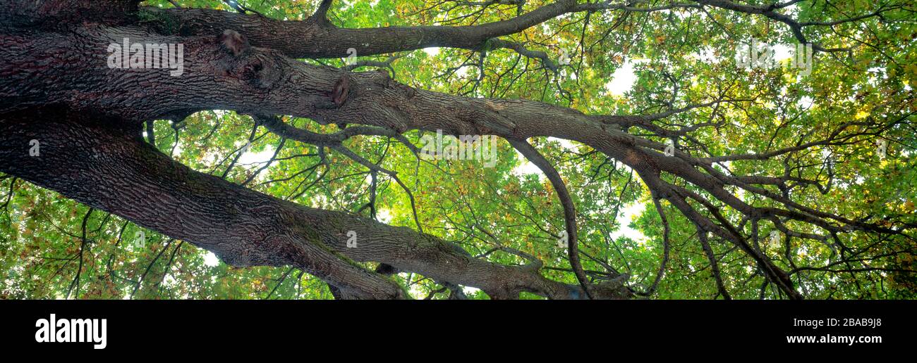 Alto albero di acero verde, isola di Orca, Washington, Stati Uniti Foto Stock