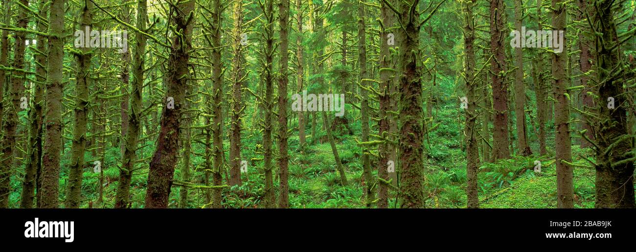Lussureggiante foresta verde a Ecola state Park, Oregon, Stati Uniti Foto Stock