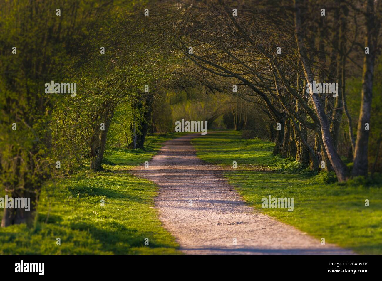 Un percorso alberato forma quasi un tunnel con fasci di luce che attraversano il percorso, copyspace di sfondo Foto Stock Un percorso alberato forma quasi un tunnel con fasci di luce che attraversano il percorso, copyspace di sfondo Foto Stock
