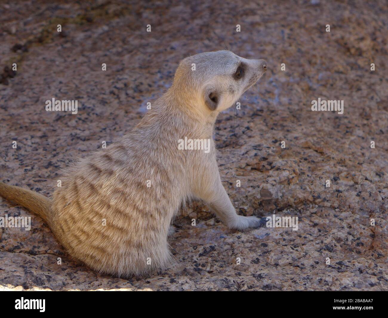 Suricate / meerkat - primo piano vista laterale di piccolo animale roditore guardando avanti / prospettiva su terreno roccioso in Spitzkoppe Erongo in Namibia Africa Foto Stock