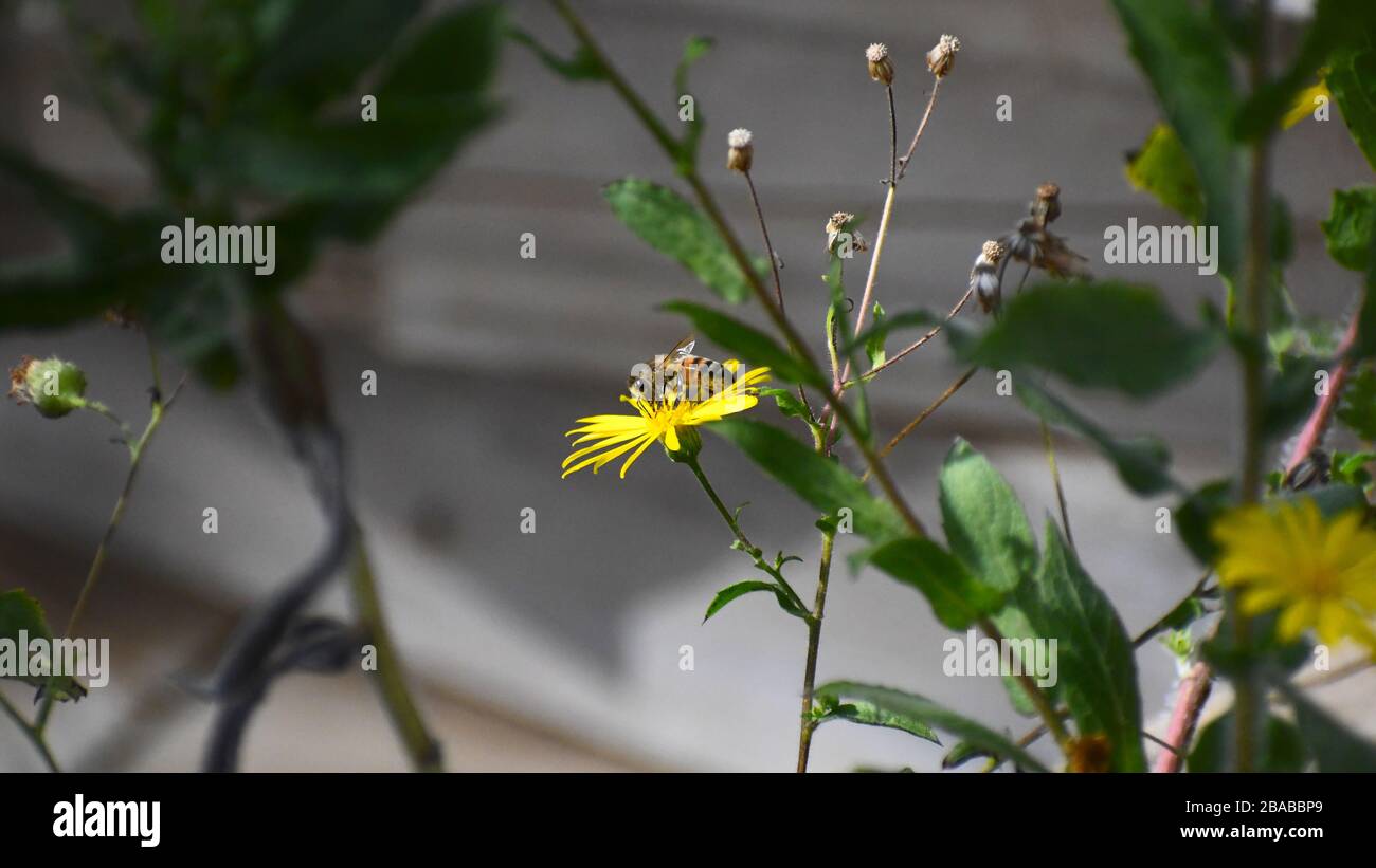 Ape impollinante un fiore giallo Foto Stock