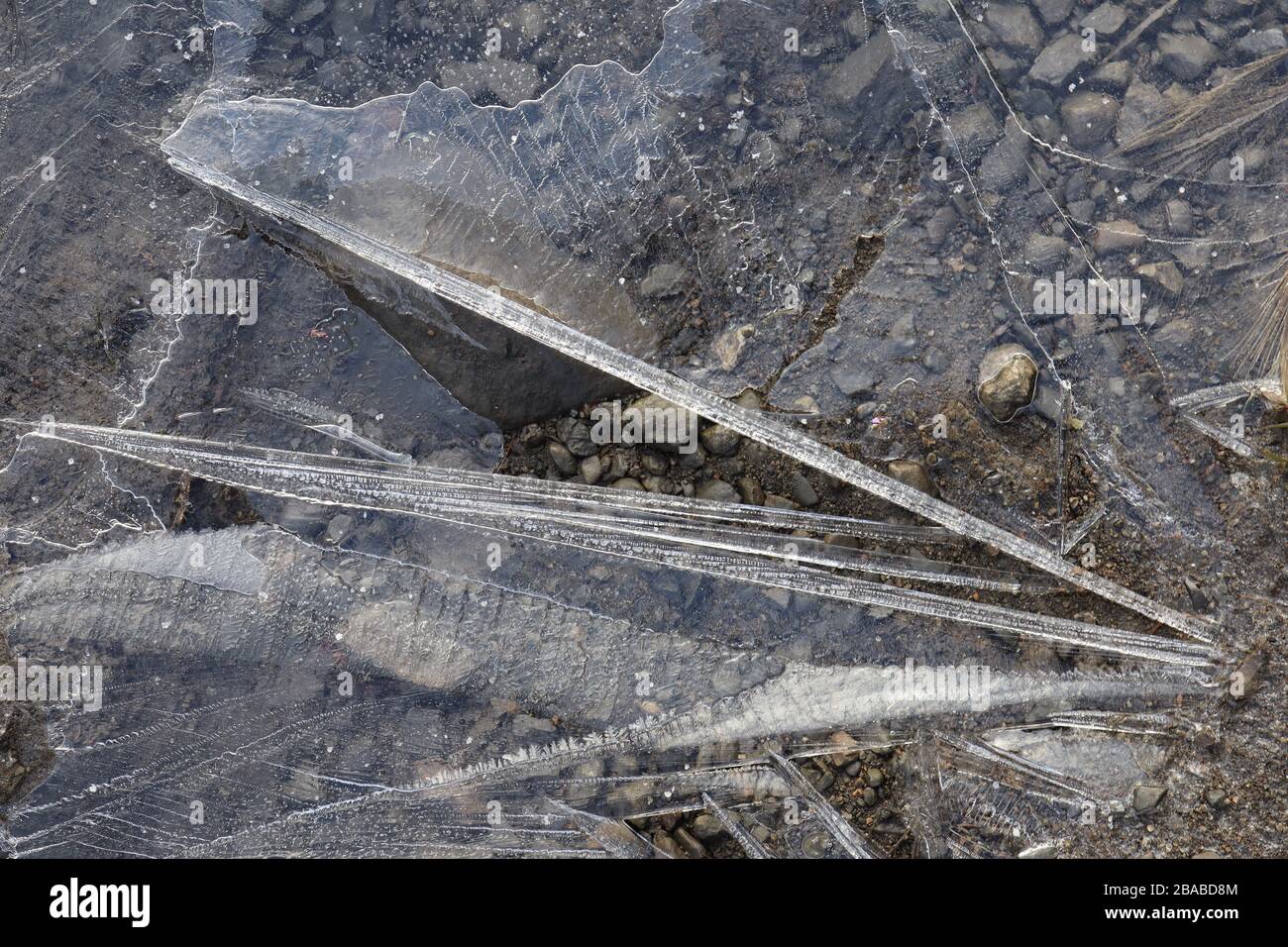 Fragile ghiaccio semitrasparente su piccolo ruscello al mattino presto, con piccole rocce sommerse. L'acqua del torrente percolò nel terreno, il terreno Foto Stock