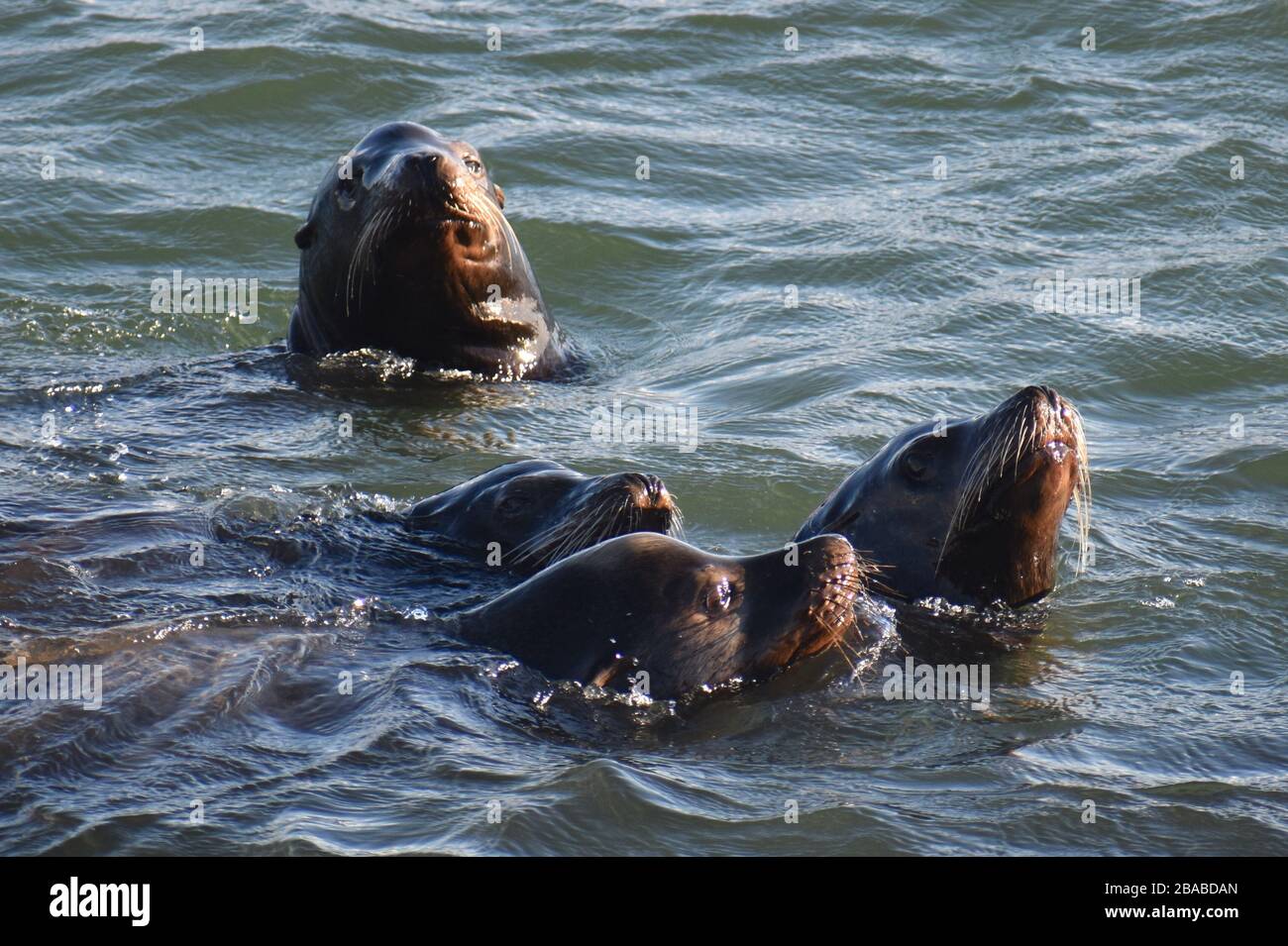 Un gruppo di leoni marini della California (Zalophus californianus) si trovano in superficie vicino a un frangiflutti a Moss Landing, California Foto Stock