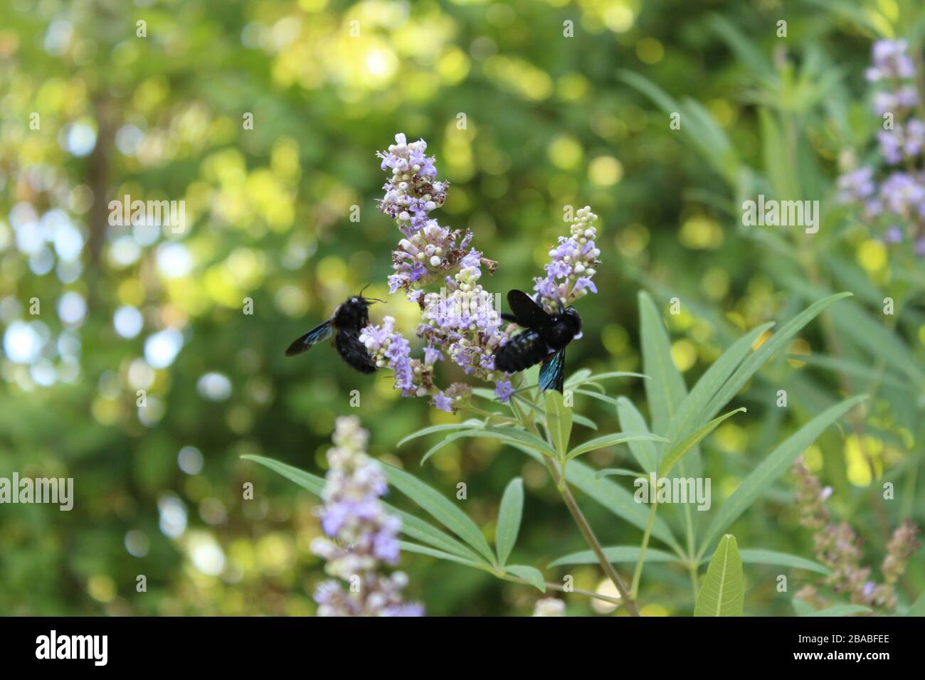 Rare specie di api nel sud della Francia che raccolgono polline da un bel fiore. Foto Stock