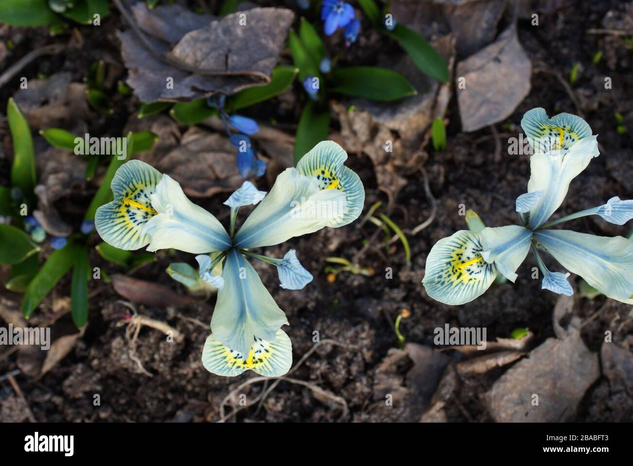 Bella iris blu fiorire in primavera nel giardino. Vista dall'alto. Olandese Iris, Iris Hollandica Foto Stock