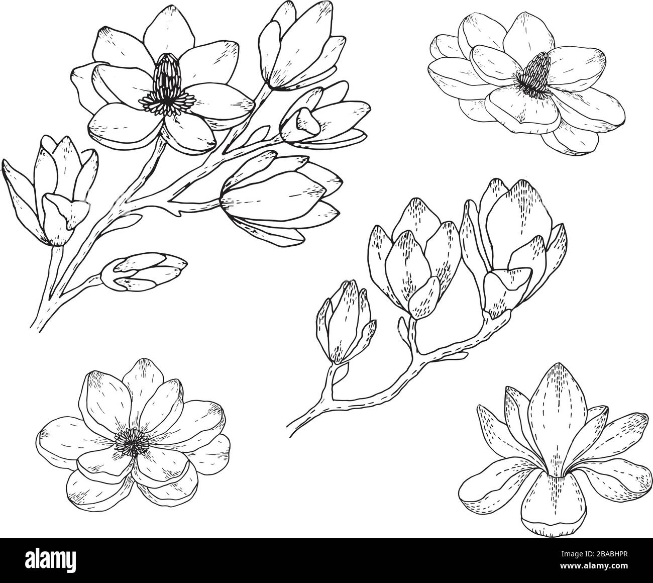 Disegni di fiori Magnolia. Bianco e nero con line art su sfondi bianchi. Illustrazioni botaniche disegnate a mano. Illustrazione Vettoriale
