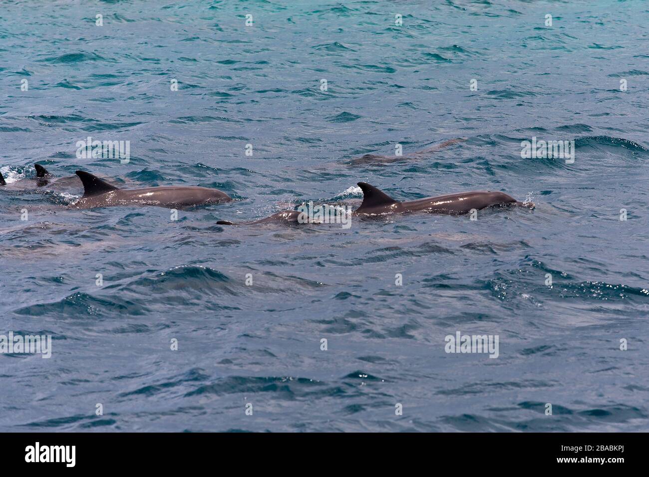 Osservare i delfini in acqua blu sull'isola tropicale, Maldive Foto Stock