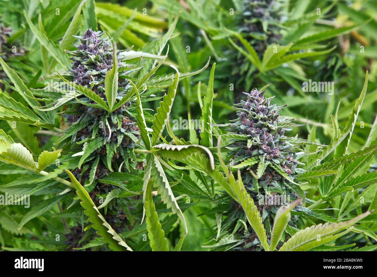 Ceppo di cannabis 'Jager', fioritura in fattoria, Oregon. Foto Stock