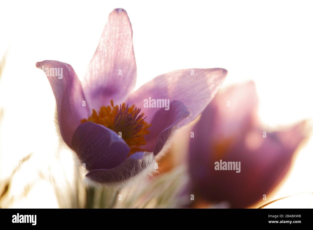 Pulsatilla vulgaris (fiori di pasque, pastqueflower, fiori di pasque comuni, pastqueflower europei); tedesco: Gewöhnliche Kuhschelle Foto Stock