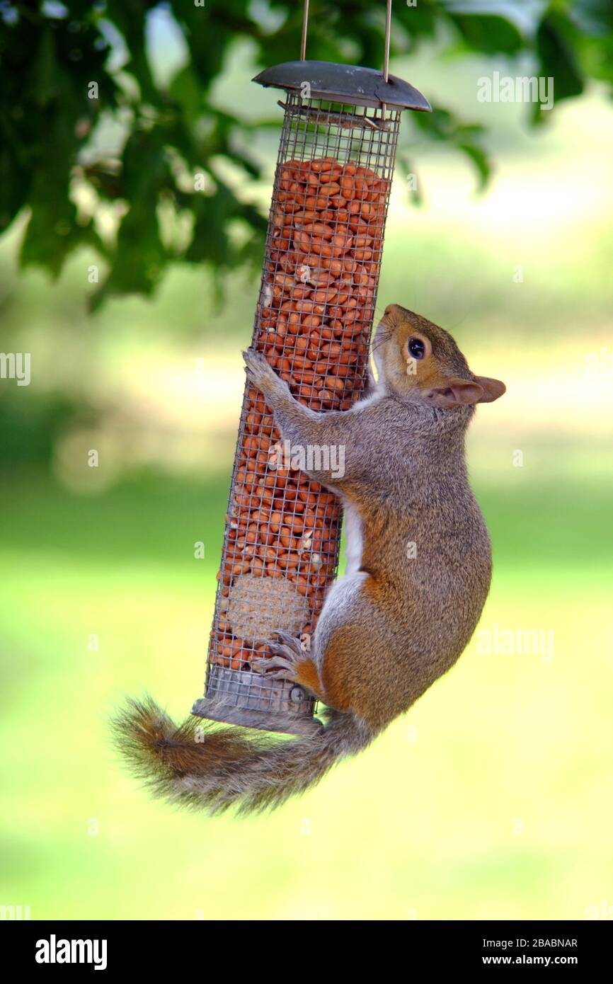 Scoiattolo grigio su un alimentatore di uccelli da giardino. Foto Stock