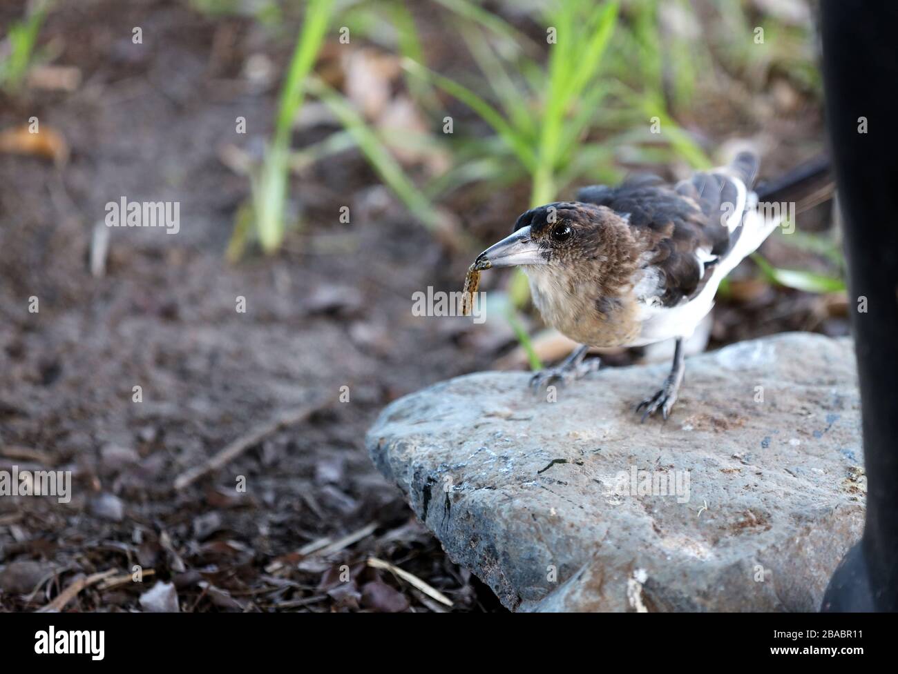 Animali da allevamento: Uccelli trovati in una fattoria locale. Piccolo uccello adorabile arroccato. Immagine a colori di un uccello su una roccia con un verme. Foto Stock