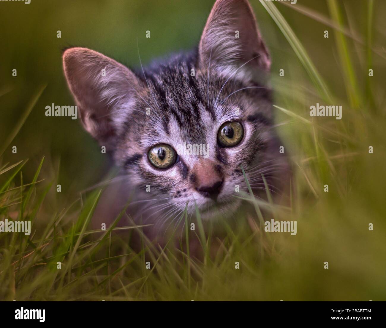 Ritratto creativo di un simpatico gatto Tabby in erba Foto Stock