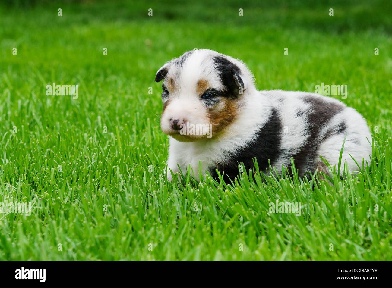 Cucciolo australiano scepato di due settimane su erba verde Foto Stock