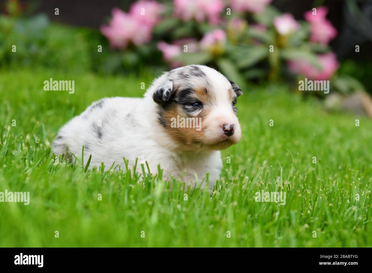 Cucciolo australiano scepato di due settimane su erba verde Foto Stock