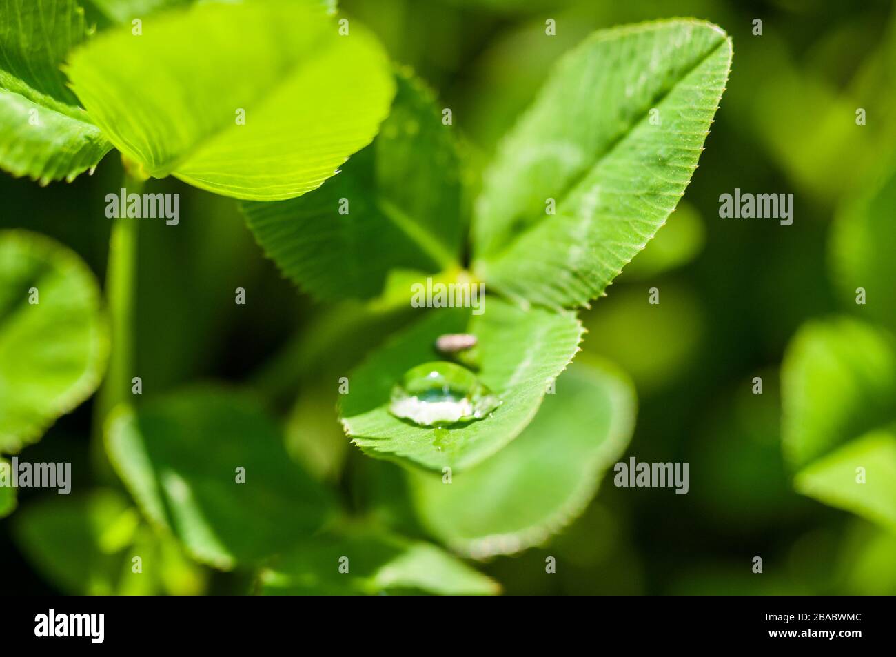 Bug bere da una goccia d'acqua sull'erba verde dopo la pioggia, foto macro Foto Stock