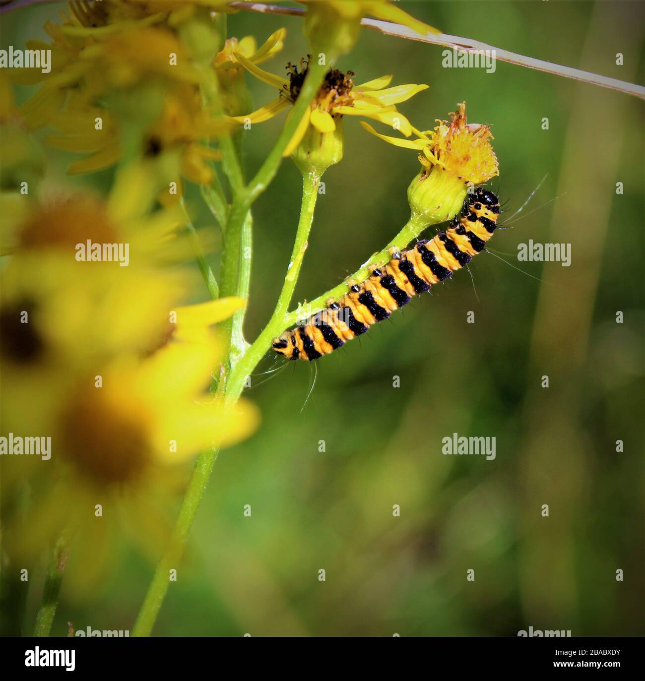 Il cinabro Moth Caterpillar Foto Stock
