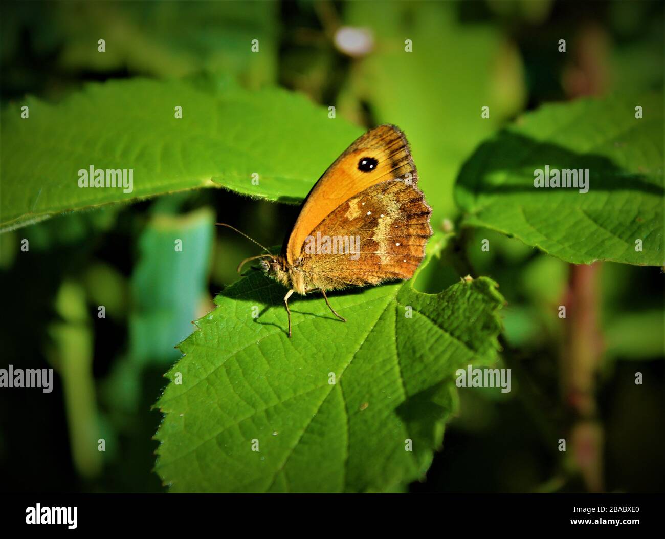 Small Heath butterfly Foto Stock