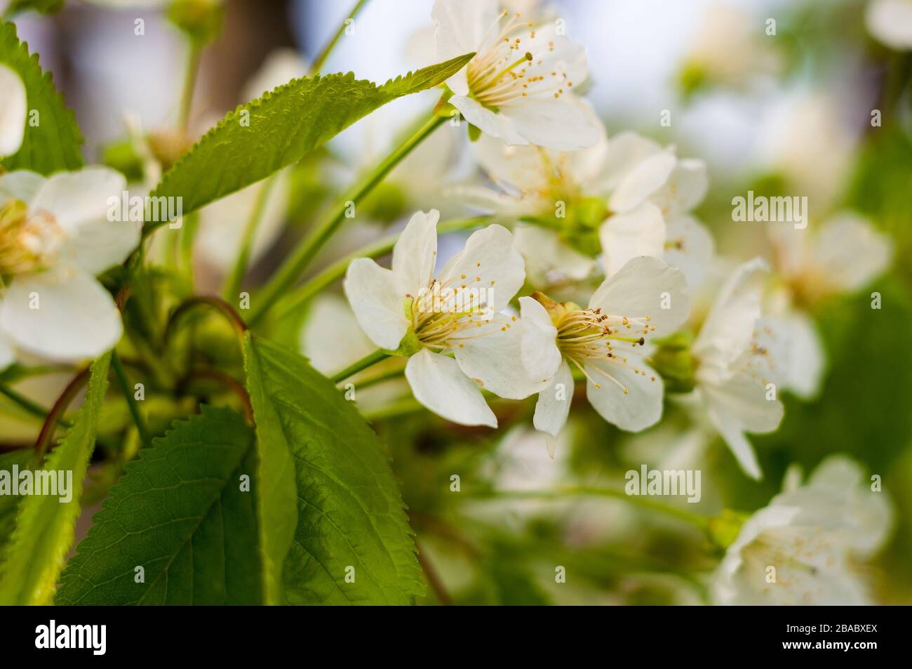 Sfondo fioritura belle ciliegie bianche in pioggia in una giornata di sole in primavera primo piano, soft focus Foto Stock