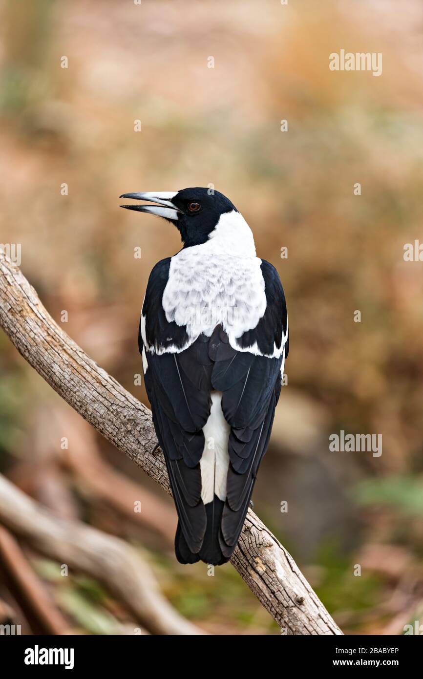 Birds / Australian Magpie in Halls Gap, Victoria Australia. Foto Stock