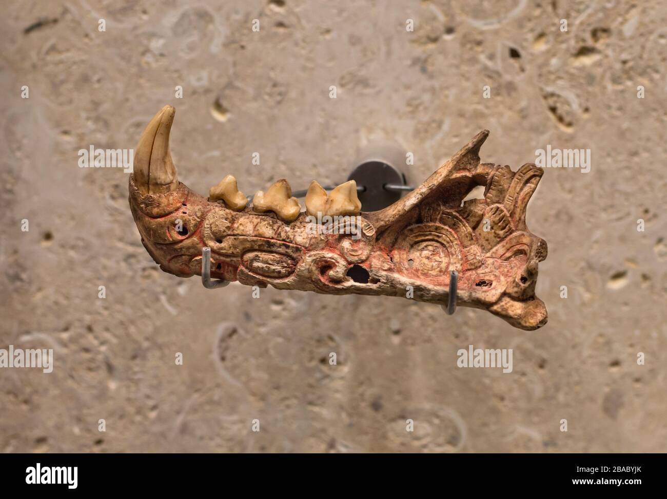 Arte Maya incisa nella ganascia di una jaguar. Museo Maya, Merida, Yucatan, Messico. Foto Stock Arte Maya incisa nella ganascia di una jaguar. Museo Maya, Merida, Yucatan, Messico. Foto Stock
