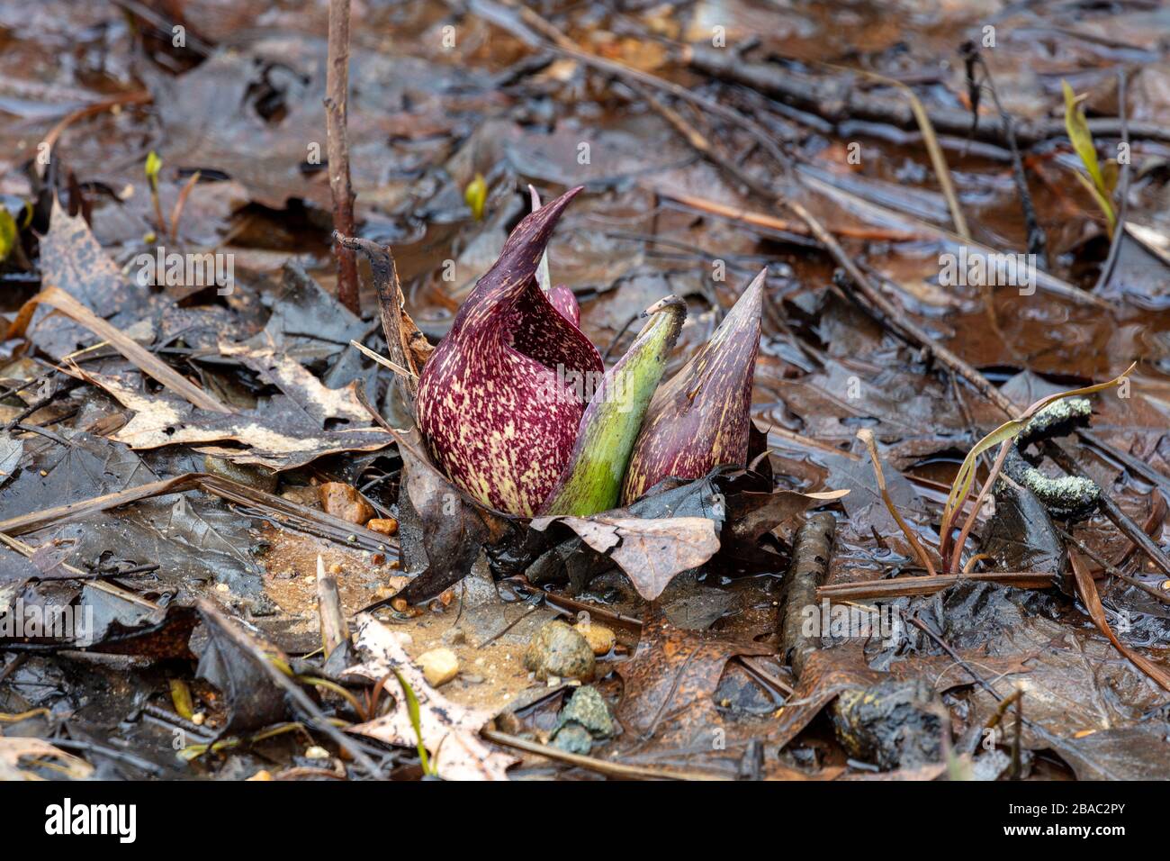 Eastern Skunk Cabbage (Symplocarpus foetidus), in fiore, metà marzo, regione dei grandi Laghi del Sud, di James D Coppinger/Dembinsky Photo Assoc Foto Stock