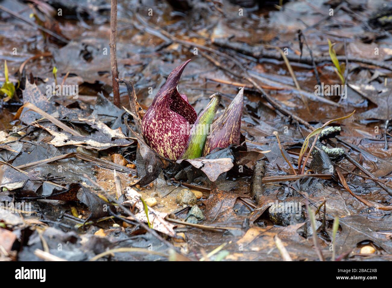 Eastern Skunk Cabbage (Symplocarpus foetidus), in fiore, metà marzo, regione dei grandi Laghi del Sud, di James D Coppinger/Dembinsky Photo Assoc Foto Stock