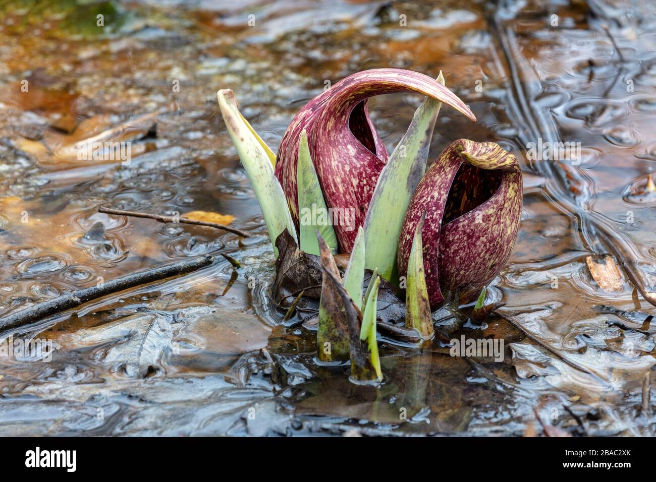 Eastern Skunk Cabbage (Symplocarpus foetidus), in fiore, metà marzo, regione dei grandi Laghi del Sud, di James D Coppinger/Dembinsky Photo Assoc Foto Stock