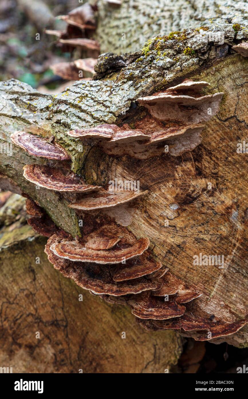 Tacchino coda fungo (Trametes versicolor) in crescita su tronchi di marciume, e USA, di James D Coppinger/Dembinsky Photo Assoc Foto Stock