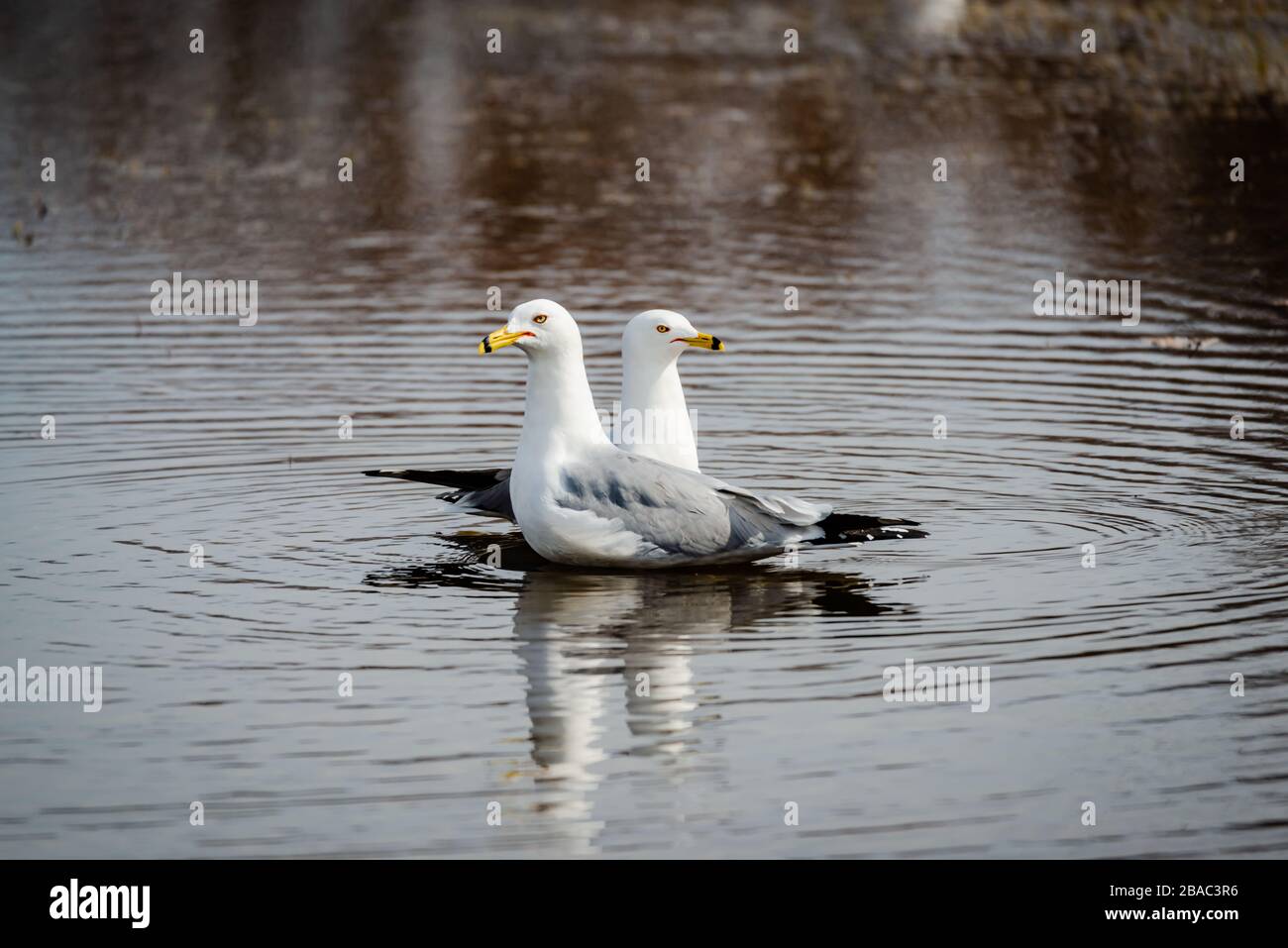 Gabbiani in primavera bella giornata di sole Foto Stock
