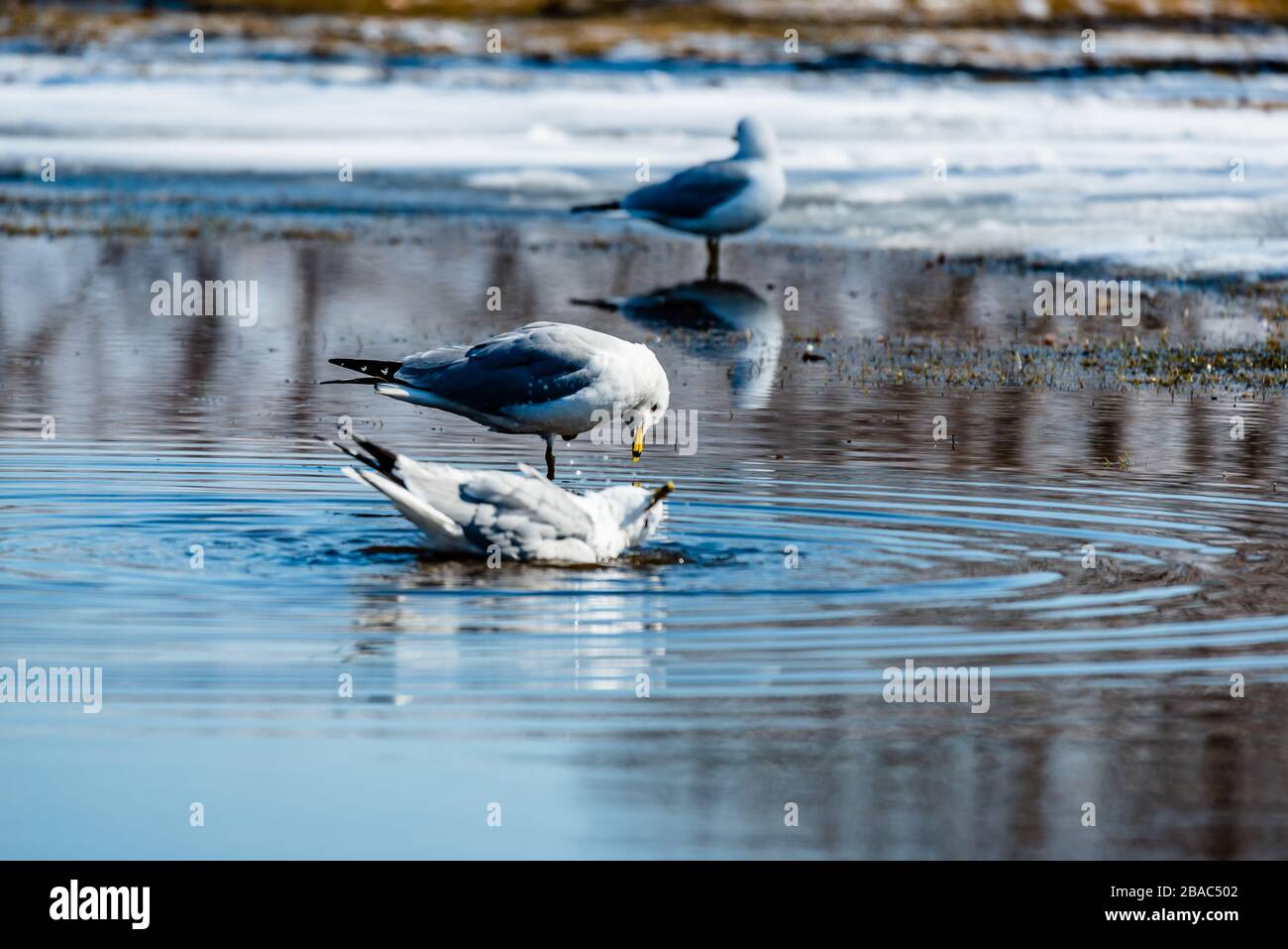 Gabbiani in primavera bella giornata di sole Foto Stock