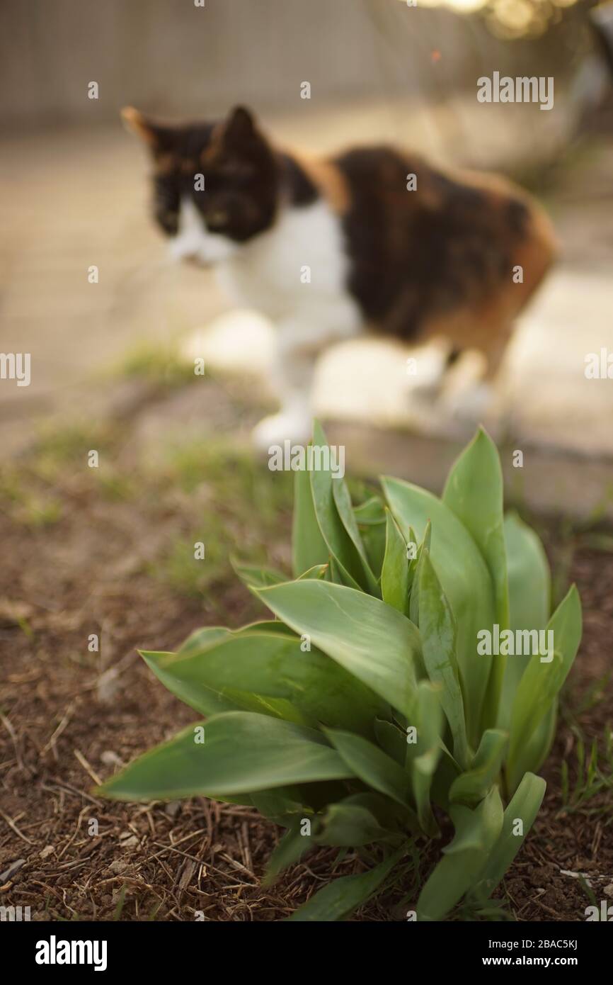 Cespuglio graffiato foglie di tulipani verdi in un giardino soleggiato closeup, gatto camminare vicino Foto Stock