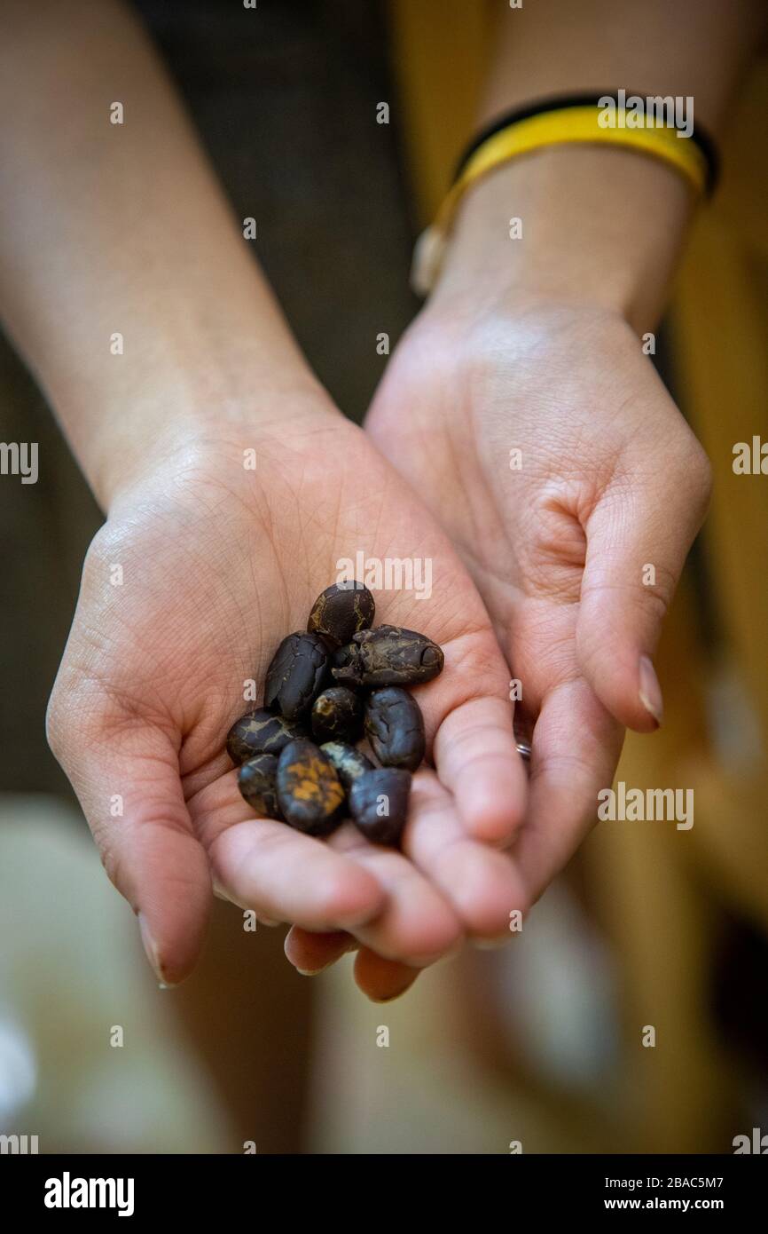 Un paio di mani con fagioli di cacao messicani, o cacao, pronti per essere macinati in polvere per la preparazione del cioccolato. Foto Stock