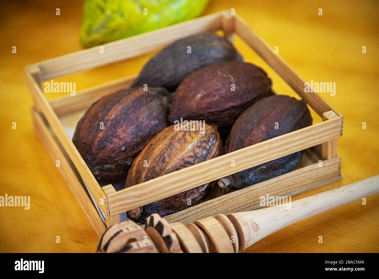 Cialde di cacao messicano mature da cui vengono estratti i fagioli di cacao per essere macinati per la preparazione del cioccolato. Foto Stock