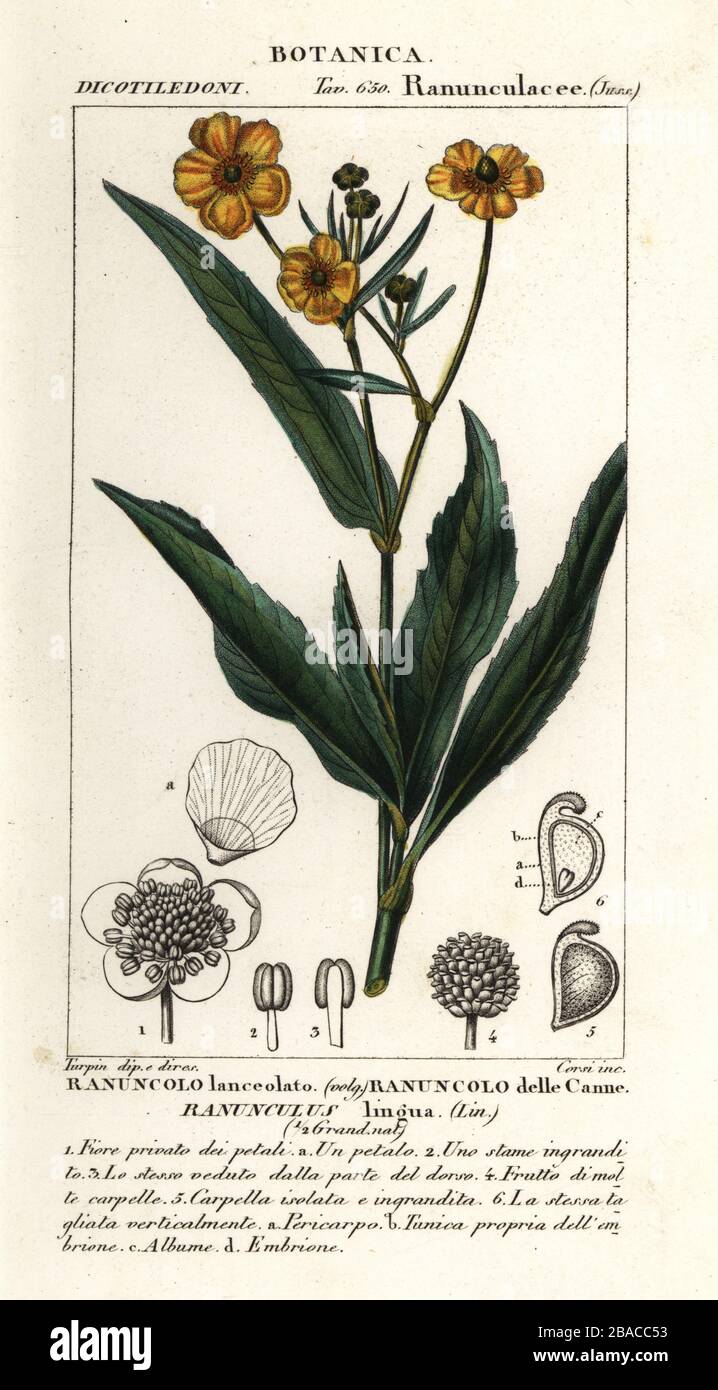 Maggiore spearwort, Ranunculus lingua, Ranuncolo lanceolato, Ranuncolo delle canne. Incisione a forma di copperplate a mano dal Dizionario delle Scienze naturali di Antoine Laurent de Jussieu, Firenze, Italia, 1837. Illustrazione incisa da Corsi, disegnata da Jean Gabriel Pretre e diretta da Pierre Jean-Francois Turpin, e pubblicata da Batelli e figli. Turpin (1775-1840) è considerato uno dei più grandi illustratori botanici francesi del 19 ° secolo. Foto Stock