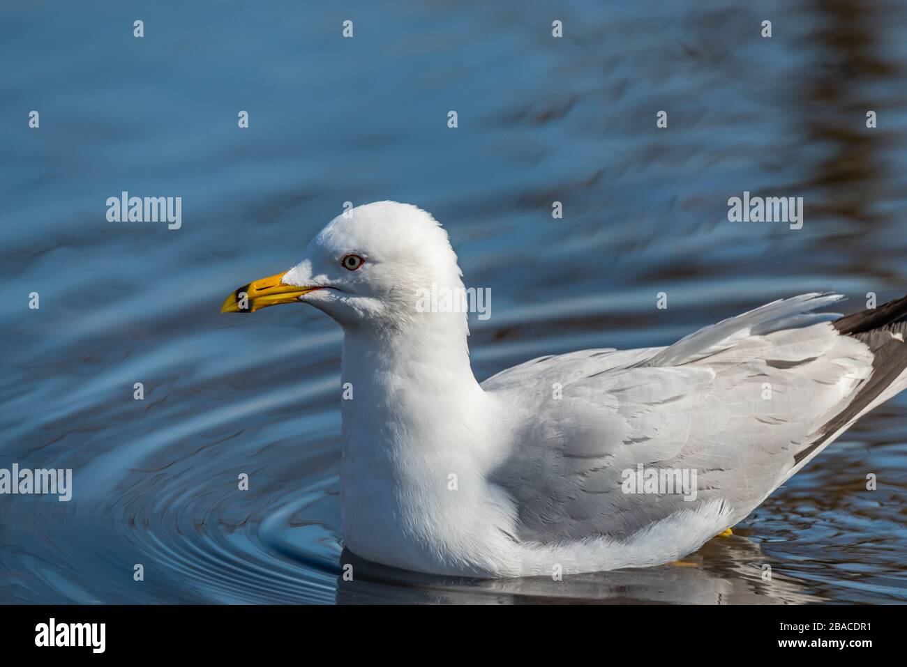 Gabbiani in primavera bella giornata di sole Foto Stock