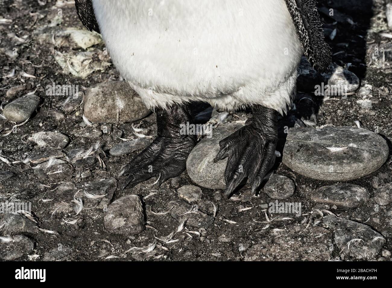 King Penguin (Appenodytes patagonicus) piedi, Salisbury Plain, Georgia del Sud, Antartico Foto Stock