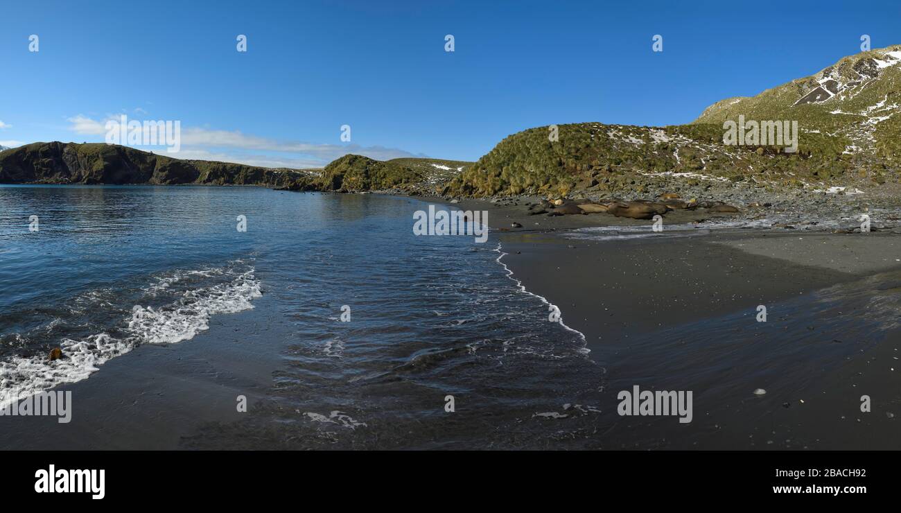 Le foche degli elefanti meridionali (Mirounga leonina) sulla spiaggia, Elsehul Bay, Georgia del Sud, Antartico Foto Stock