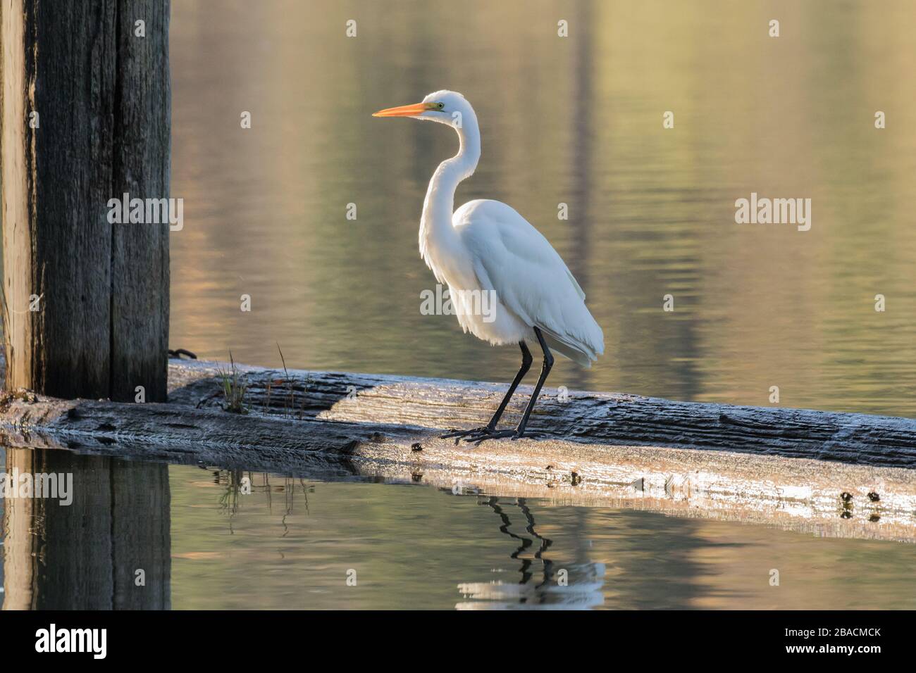 Un Egret perches su un Breakwater Foto Stock