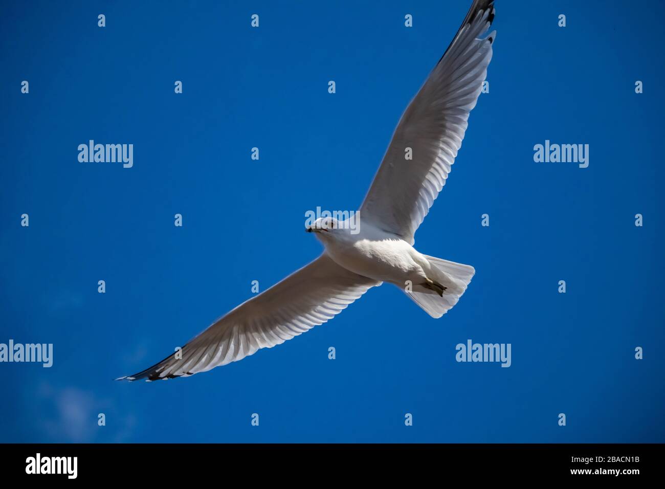 Un gabbiano con le sue ali completamente distese scivola attraverso l'aria in un cielo blu, visto dal basso. Foto Stock