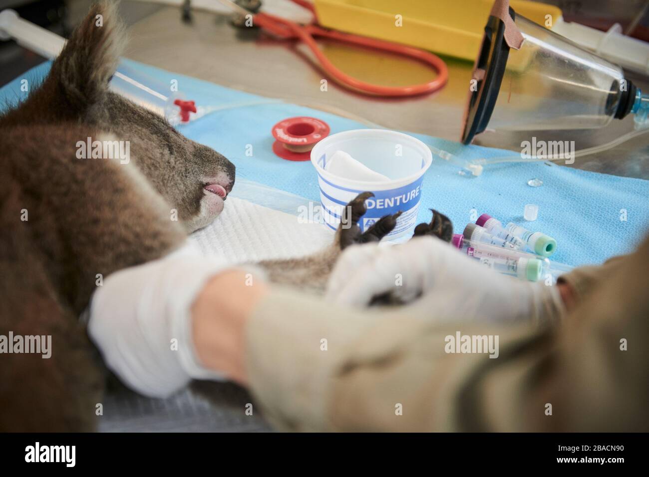 Un koala sedato è sottoposto a triaging e trattato da veterinari volontari presso il Koala Wildlife Center sull'isola di Kangaroo, Australia del Sud. Foto Stock