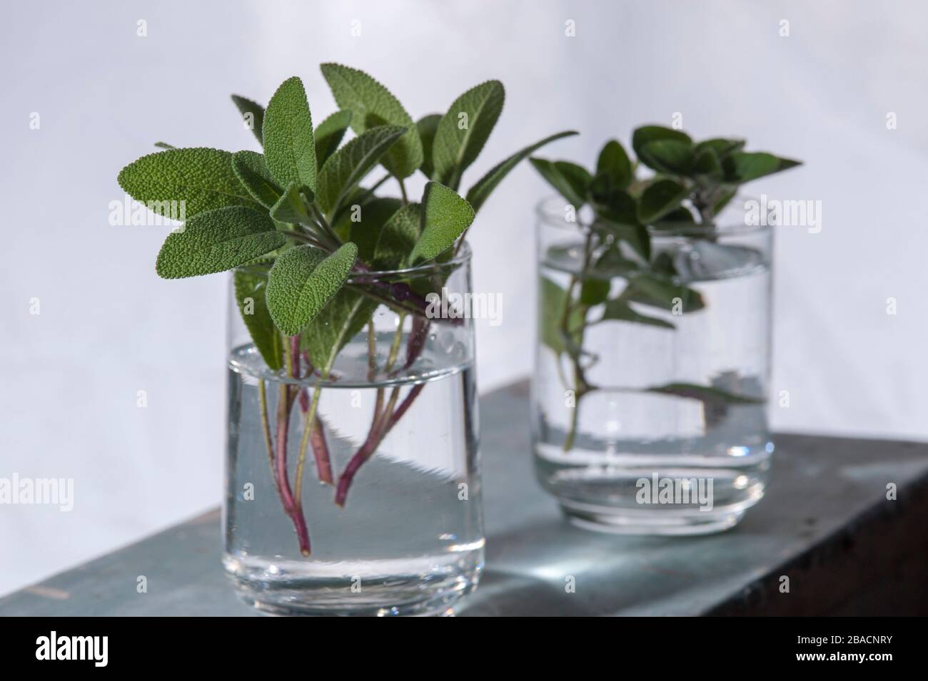 Due bicchieri uno con rametti di salvia freschi e l'altro con origano fresco su sfondo neutro. Foto Stock