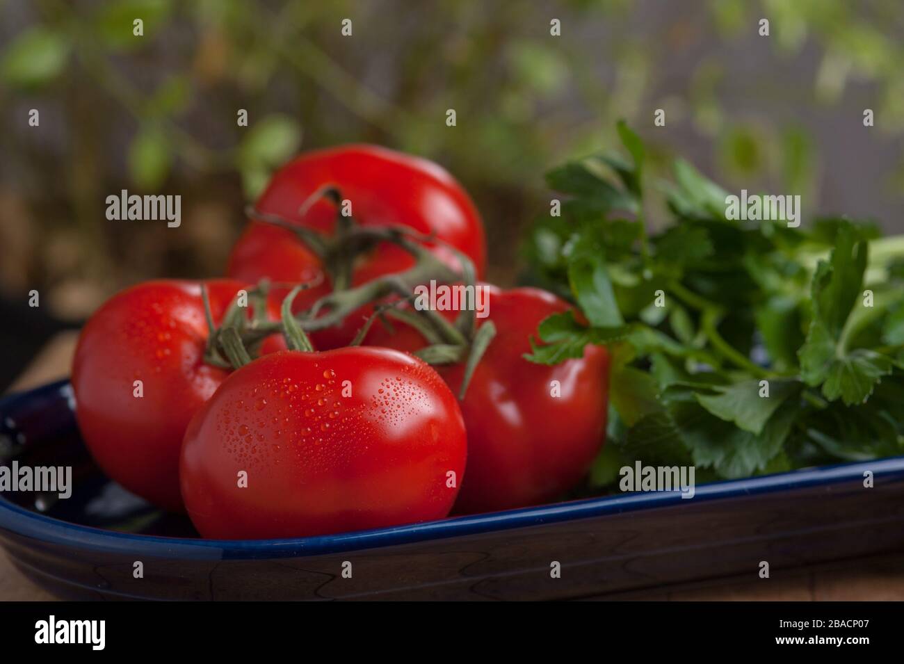 Studio foto di pomodori sulla vite e prezzemolo su piatto ovale blu scuro. Foto Stock