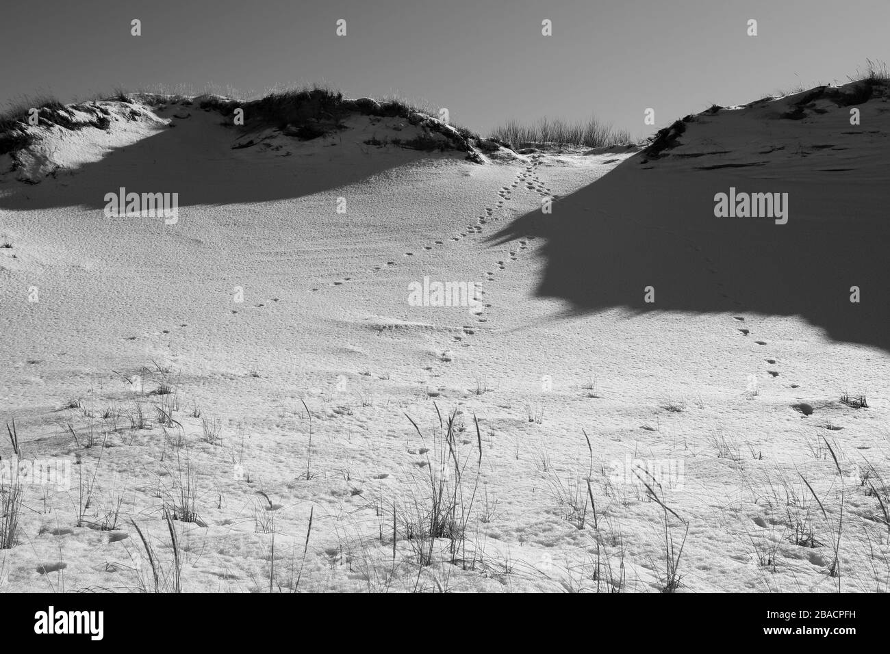 Immagine in scala di grigi delle tracce di un animale sul terreno innevato Foto Stock