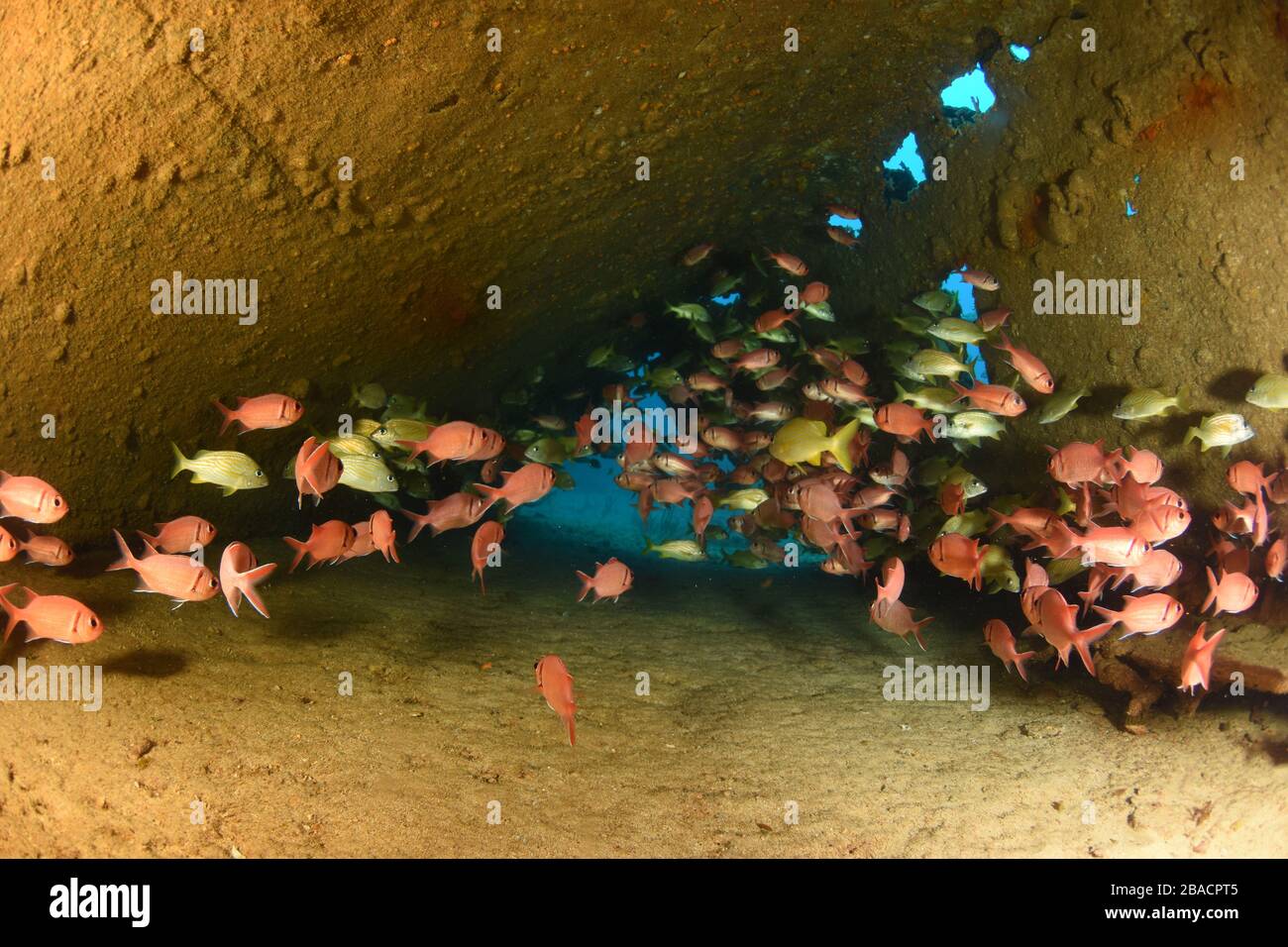 Scuola di pesce all'interno del relitto della nave, tunnel di passaggio, grande nascondiglio per la scuola di scoiattola Foto Stock