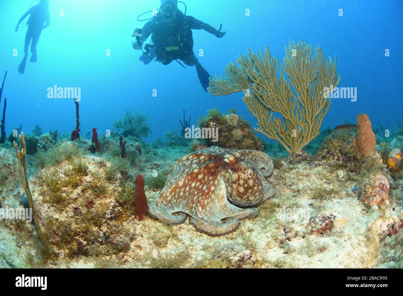 Octopus comune a piedi e cercando di nascondersi in pianura vista sulla cima della barriera corallina a St. Maarten, sito di immersione barriera corallina Foto Stock