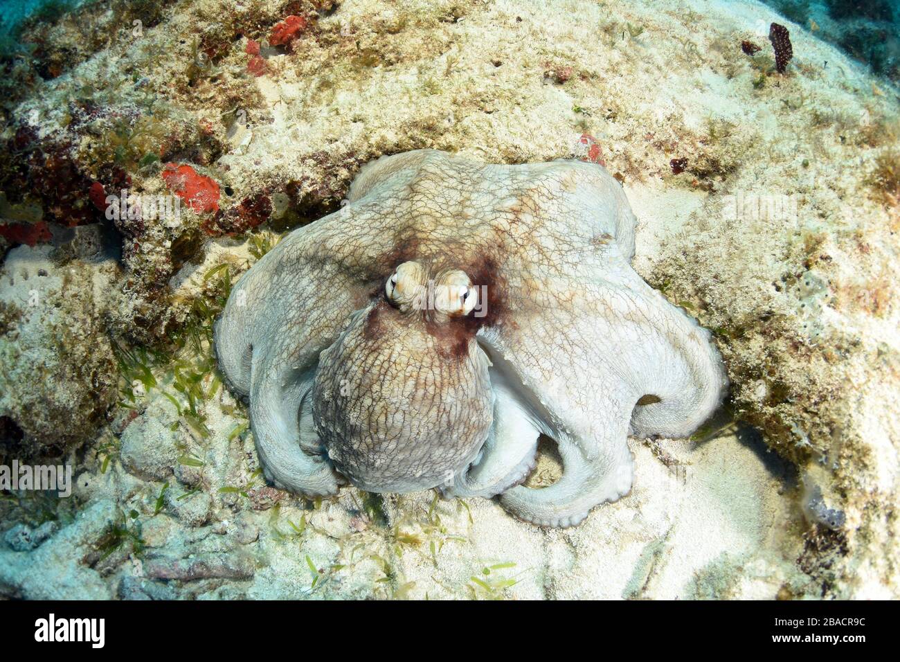 Octopus comune a piedi e cercando di nascondersi in pianura vista sulla cima della barriera corallina a St. Maarten, sito di immersione barriera corallina Foto Stock
