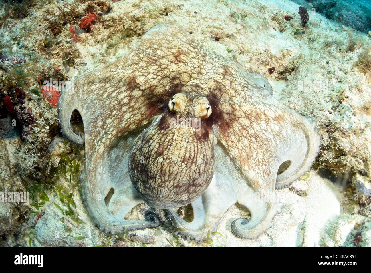 Octopus comune a piedi e cercando di nascondersi in pianura vista sulla cima della barriera corallina a St. Maarten, sito di immersione barriera corallina Foto Stock